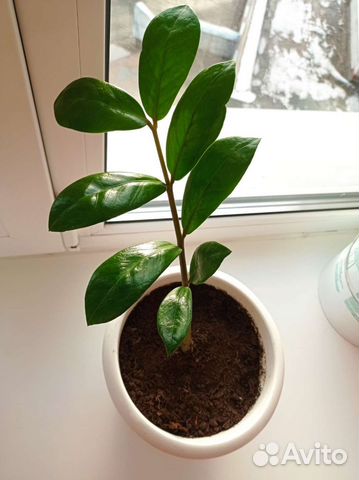 Долларовое дерево