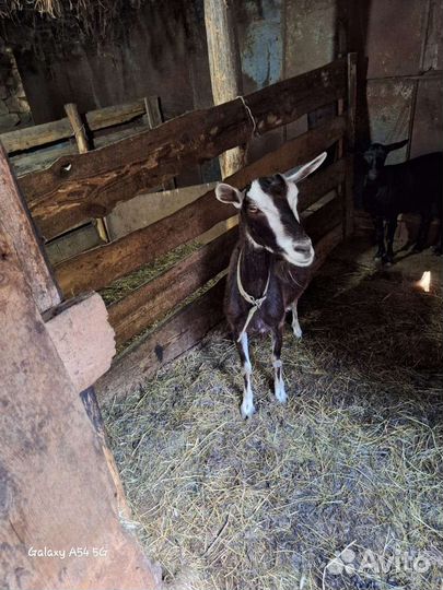 Козы дойные