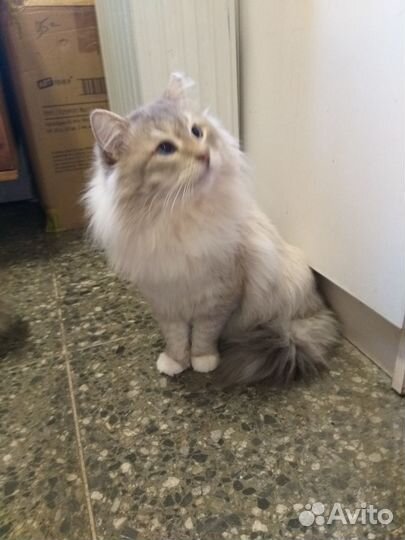 Кот ищет семью