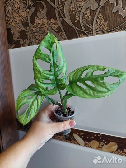 Монстера манки+пеперомия арбузная