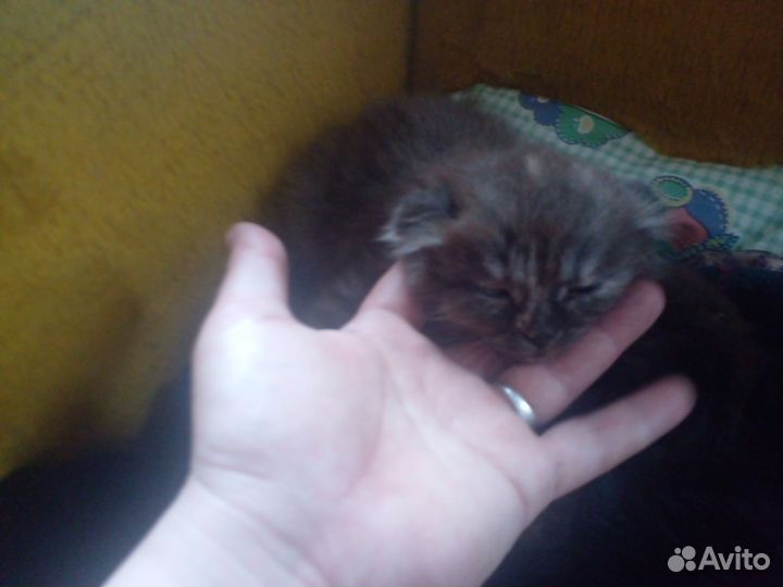 Котята 1.5месяцев
