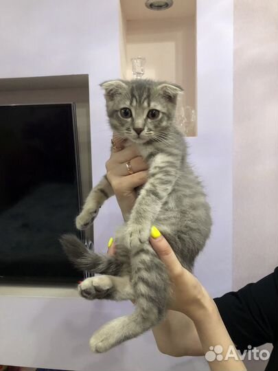 Шотландская