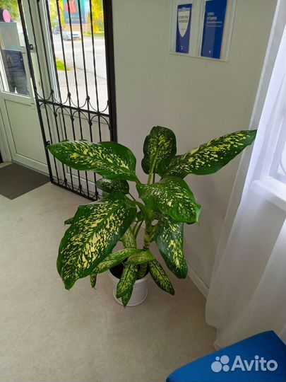 Диффенбахия