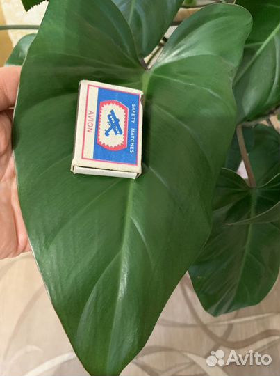 Филодендрон краснеющий