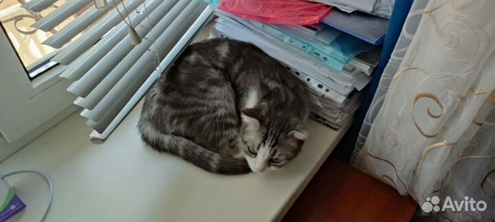 Кошечки ищут дом