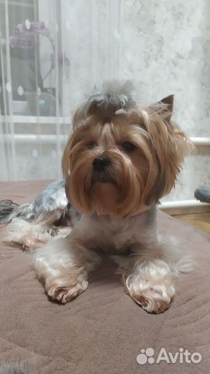 Йоркширский терьер вязка мальчик