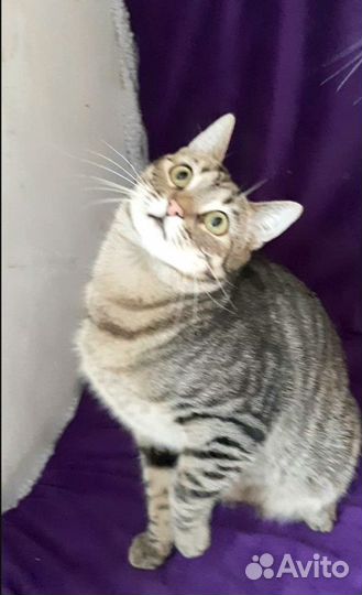 Кот ищет дом
