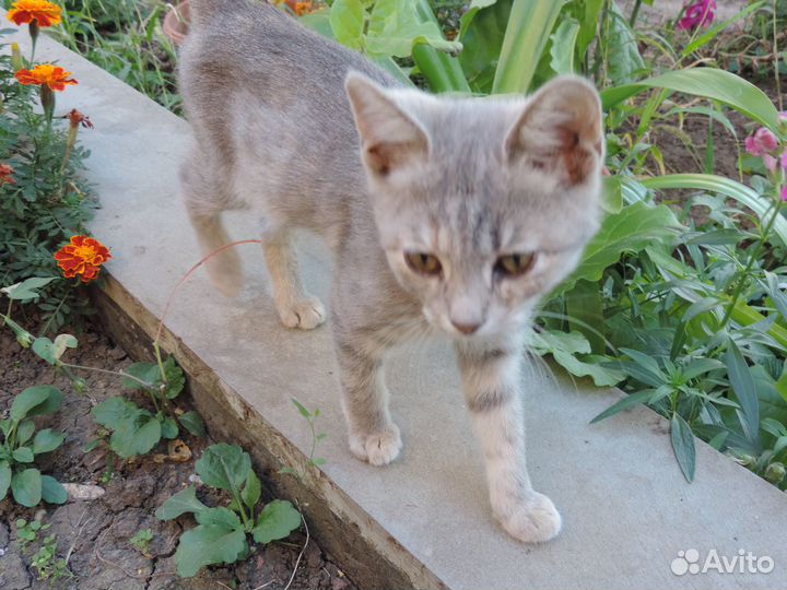 Хорошая пушистая кошка в добрые руки