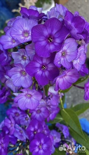 Флоксы синие отдельно выращенные