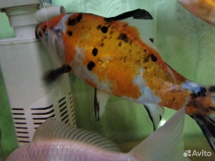 Живая рыба