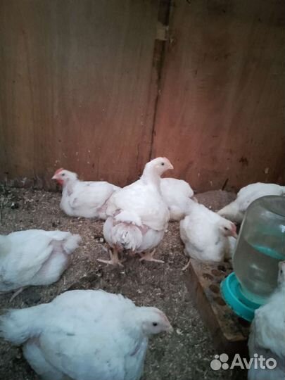 Цыплята бройлеры подрощенные