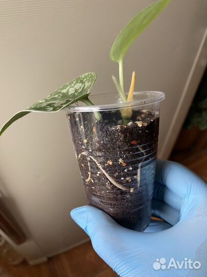 Комнатные растения