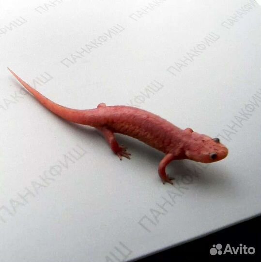 Тритон испанский