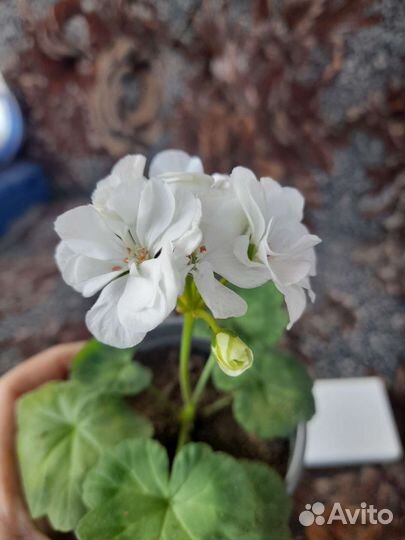 Комнатные цветы