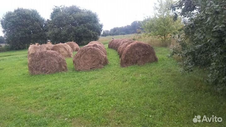 Сено в тюках