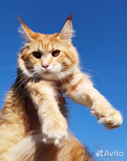 Котёнок Мейн-кун