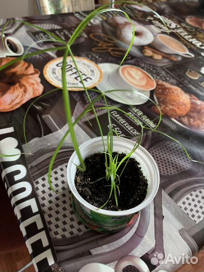 Циперус-папирус