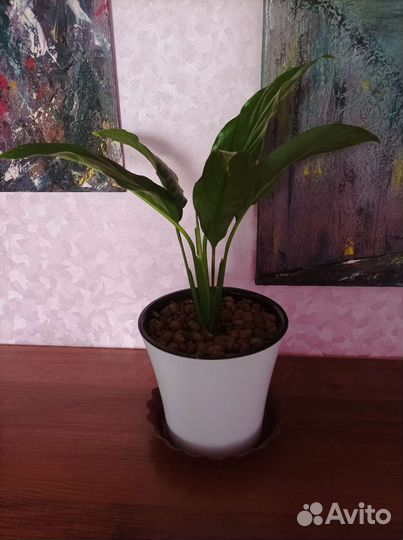 Спатифиллум