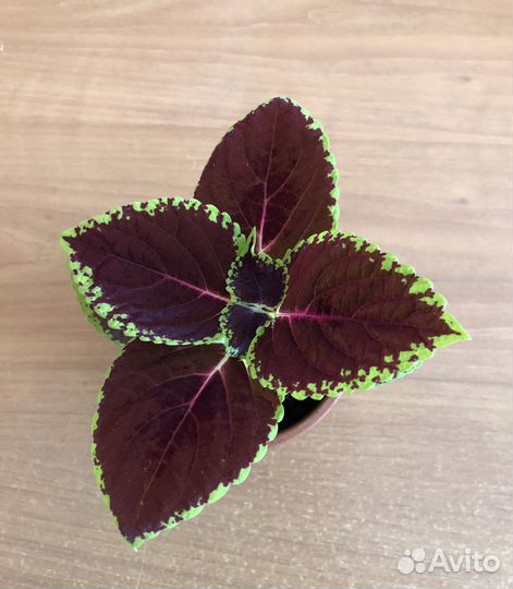 Колеус Крапивка