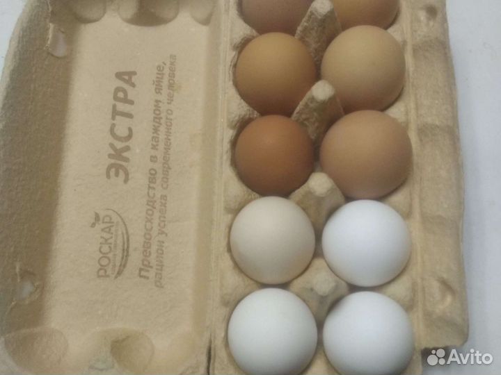 Яйцо и мясо домашней птицы