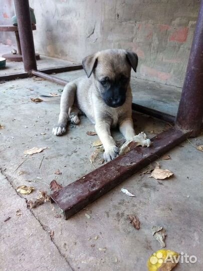 Отдам в добрые руки