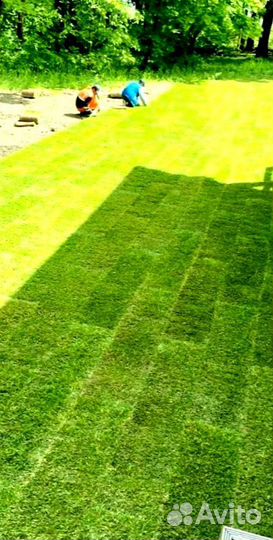 Рулонный газон 
