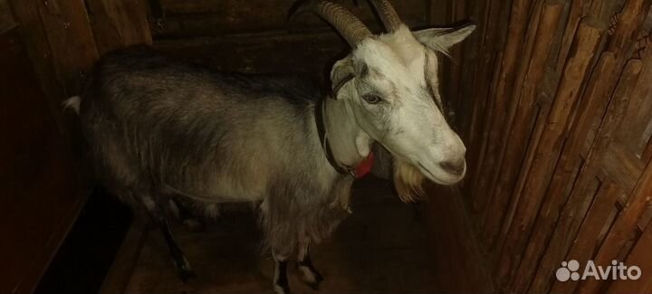 Коза дойная
