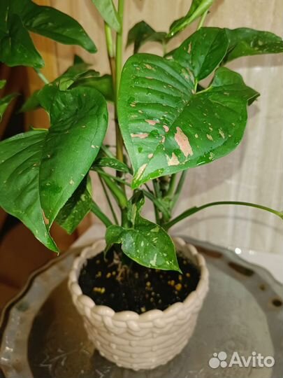 Сингониум pink splash