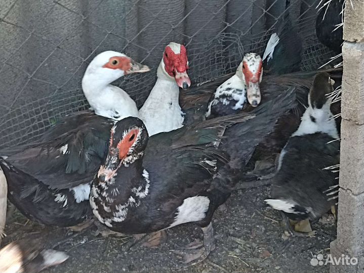 Индоутка мускусная утка