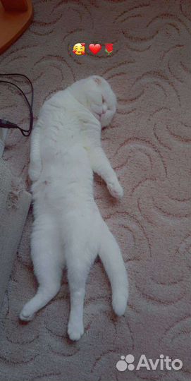 Шотландский -Вислоухий кот.Вязка