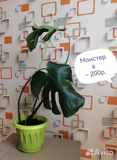 Комнатные растения цветы