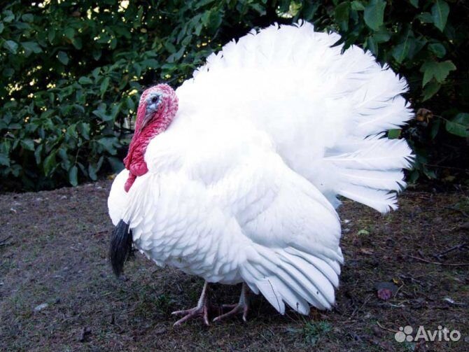 Индюшки годовалые и яйцо