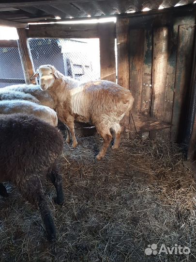 Овцы бараны