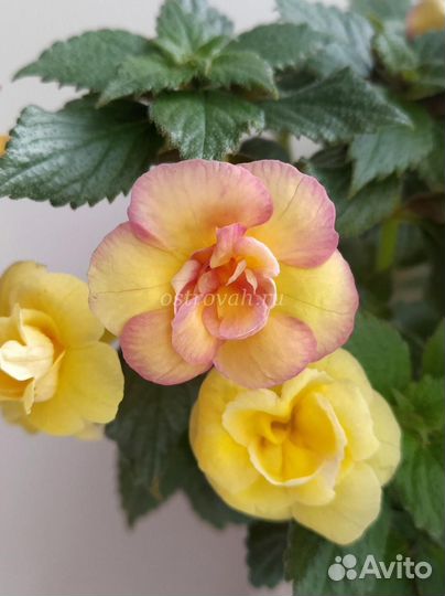 Ахименесы (ризомы)