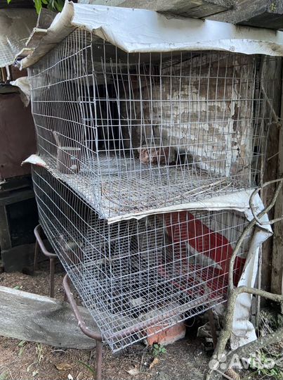 Клетка для кроликов