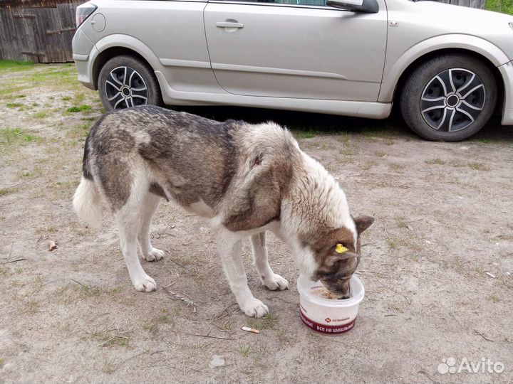 Собака в добрые руки