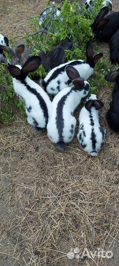 Кролики. Немецкие бабочки