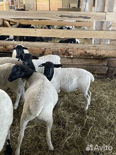 Баранчики Дорпер F4-F5 на племя