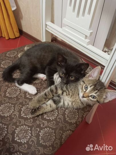 Котята готовы к переезду