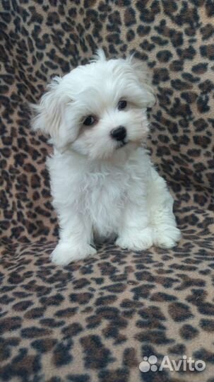 Мальтийская болонка, мальтезе