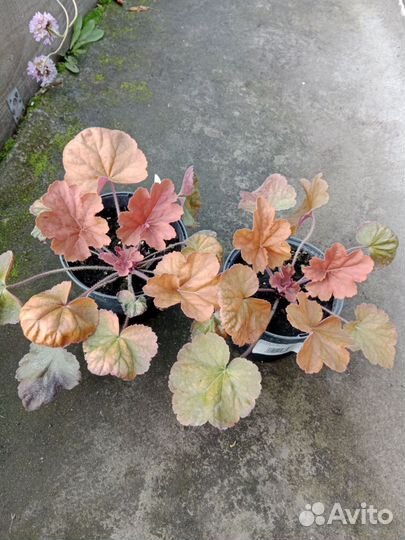 Гейхера,гейхерелла,традесканция садовая