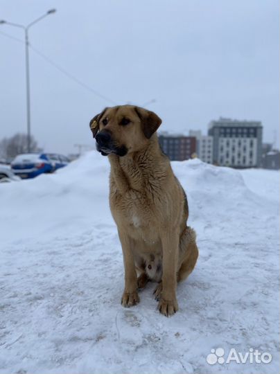 Собака в добрые руки