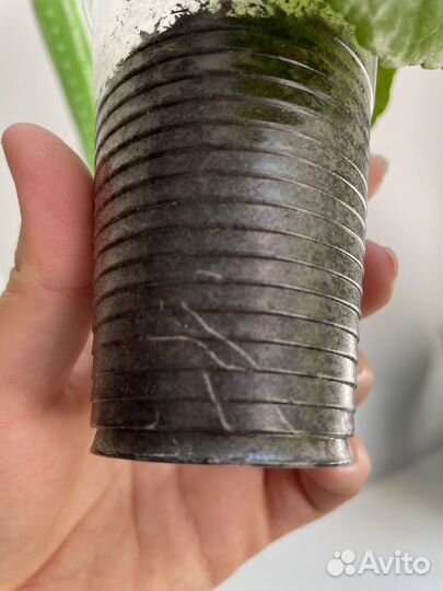 Гибискус Midnight Serenade