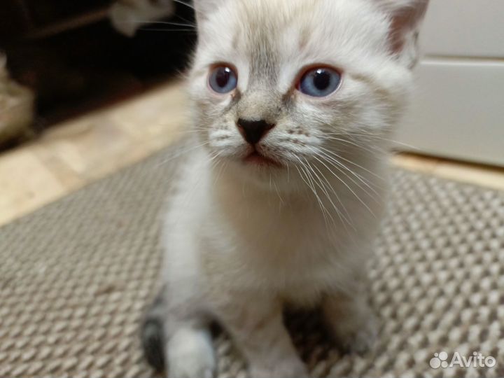 Котенок в добрые руки