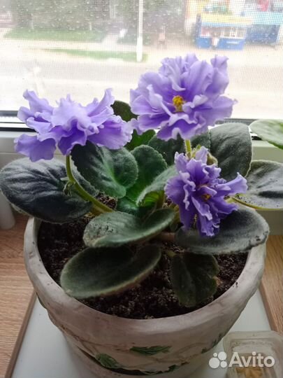 Фиалки сортовые
