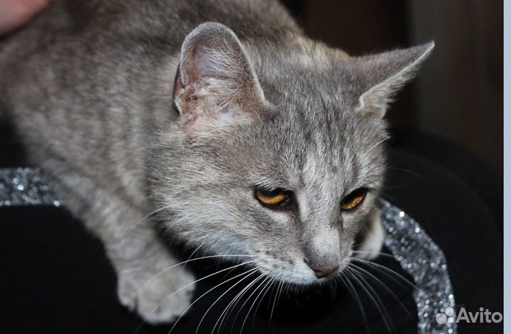 Киса Алиса в добрые руки