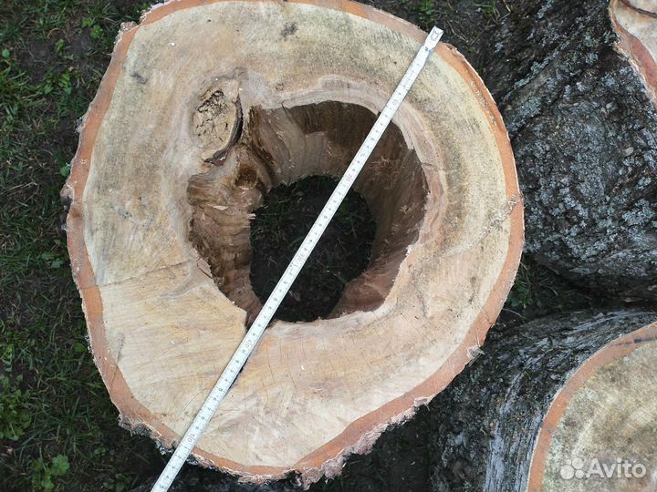 Березовые пни, торцевые спилы