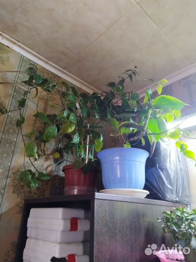 Цветы домашние в горшках