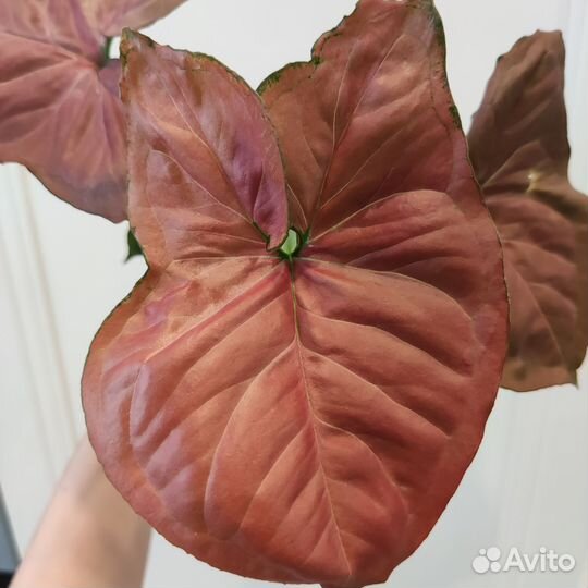 Сингониумы сортовые