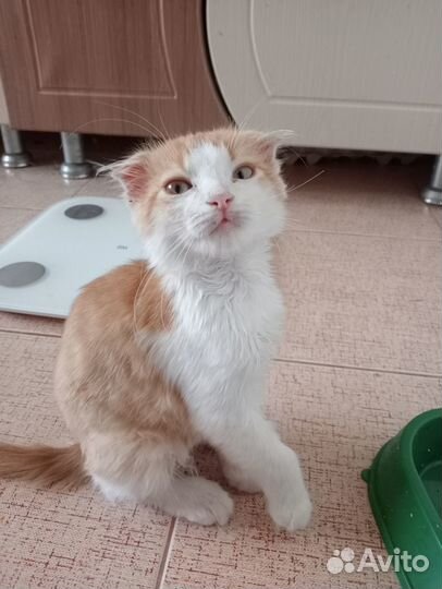 Станица васюринская